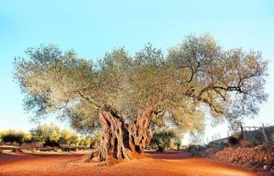 Ruta d'Oliveres Mil·lenàries a Canet lo Roig